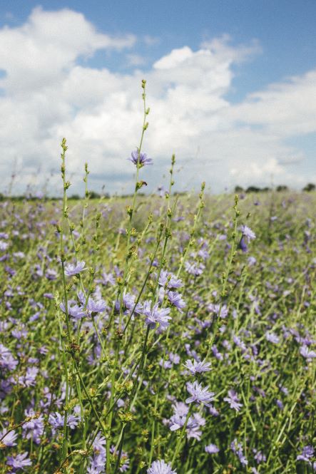 Blue Chicory