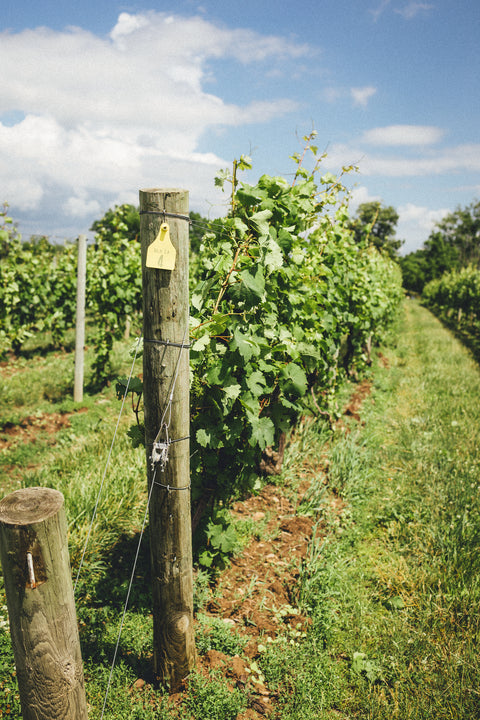 Cover Crops