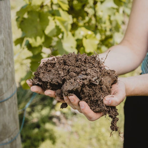 Sustainable Winegrowing.