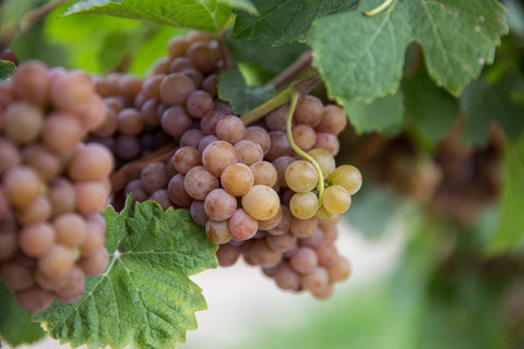 The Secret to Pronouncing Gewürztraminer